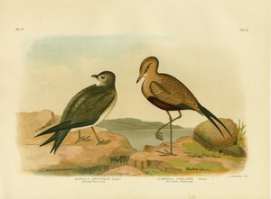 オリエンタルプラチンコールまたは小さなプラチンコール、1891年